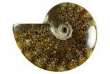 Polished Ammonite (Cleoniceras) Fossil - Madagascar #344298-1
